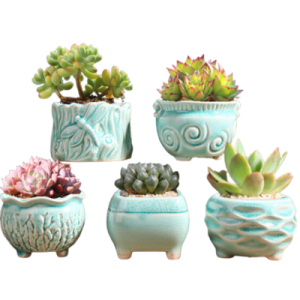Small Plant Pots For Gifts | Set Of 5